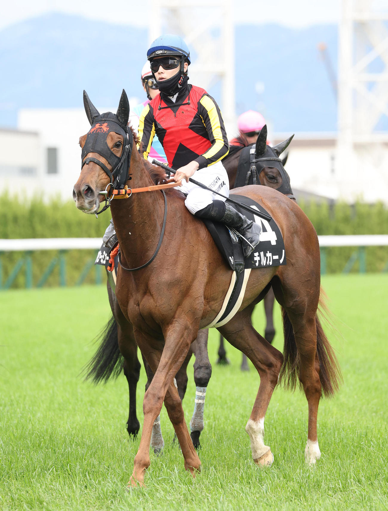 京都9R、矢車賞を制したチルカーノ（撮影・白石智彦）