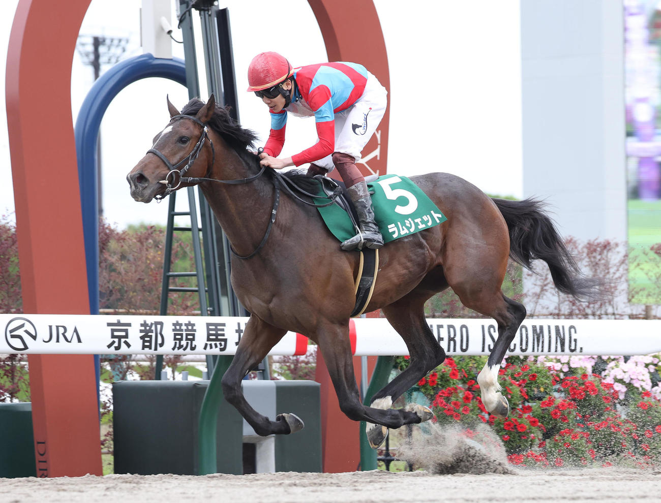 京都11R、3連勝でユニコーンSを制したラムジェット（撮影・白石智彦）