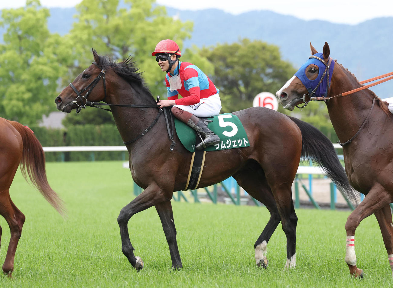 京都11R、3連勝でユニコーンSを制したラムジェット（撮影・白石智彦）