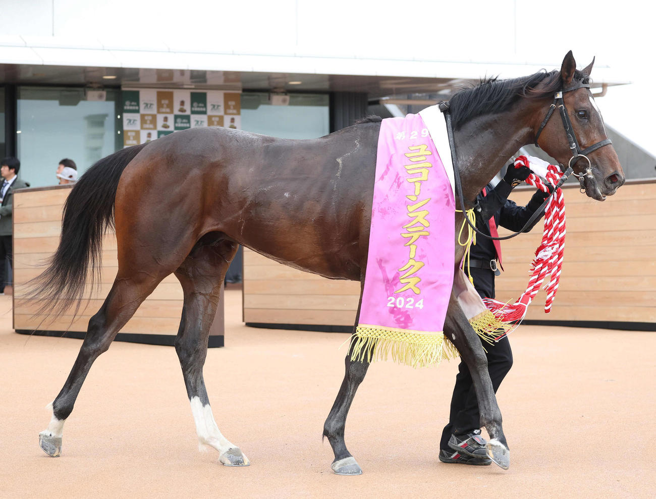 京都11R、3連勝でユニコーンSを制したラムジェット（撮影・白石智彦）