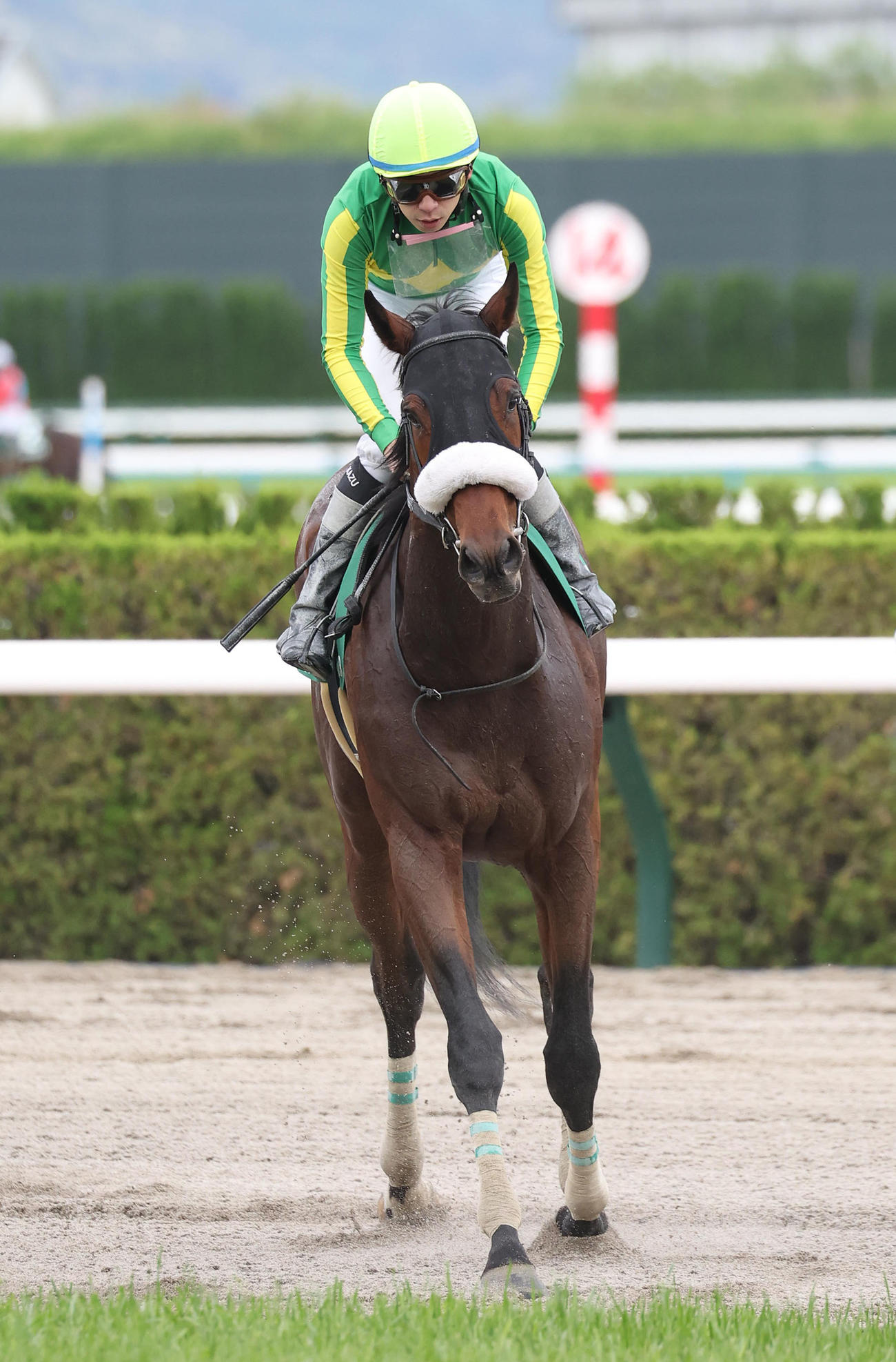 京都11RユニコーンS、2着に敗れたサトノエピック（撮影・白石智彦）