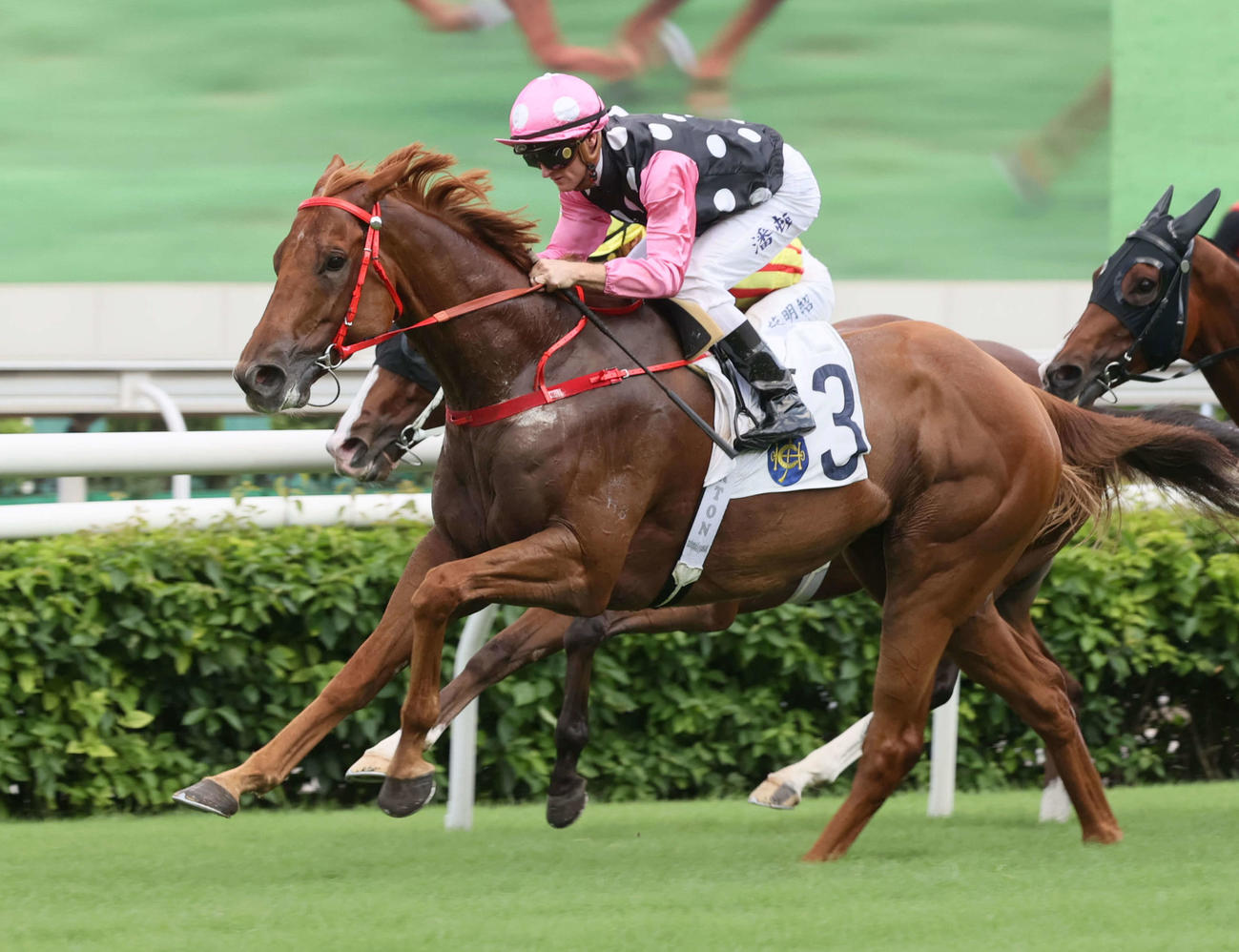 チャンピオンズM出走のビューティーエターナル（C）The Hong Kong Jockey Club