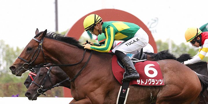 3連勝で京都新聞杯を勝利したサトノグランツ（撮影・白石智彦）＝2023年5月6日、京都競馬場