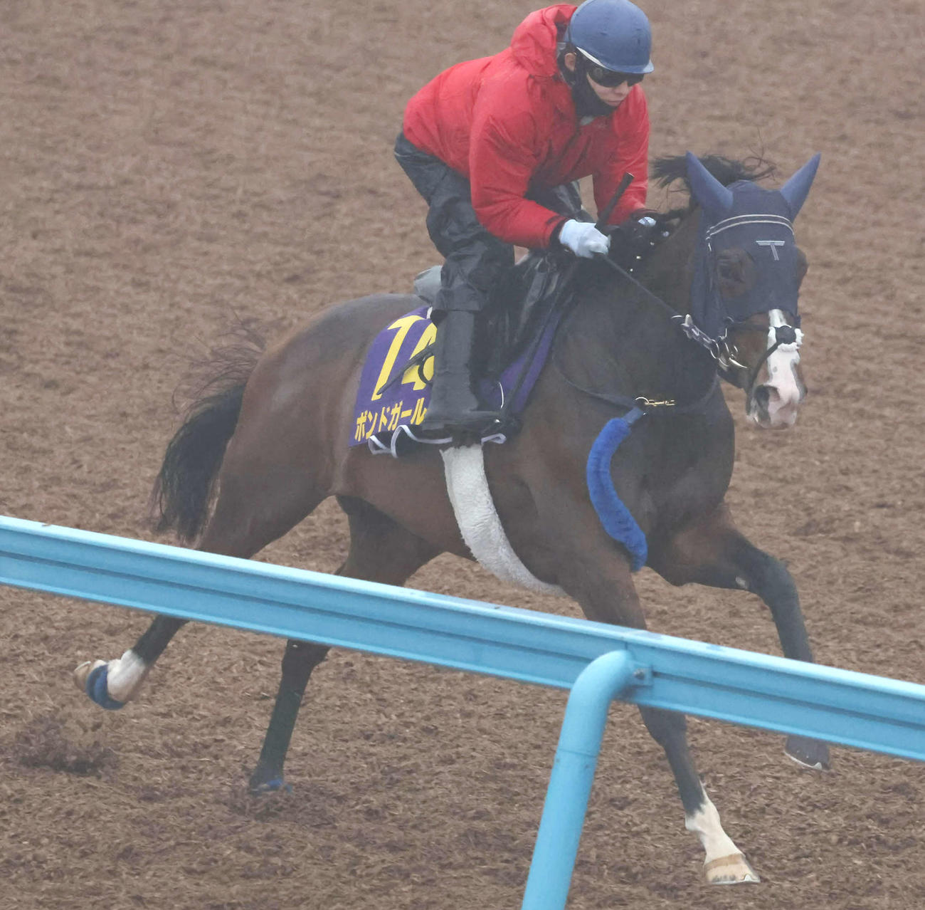 ボンドガールは嶋田騎手を背に美浦ウッドを単走で追い切られた（撮影・丹羽敏通）