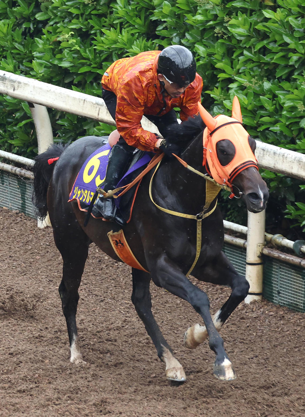 坂路を単走で追い切るジャンタルマンタル（撮影・白石智彦）