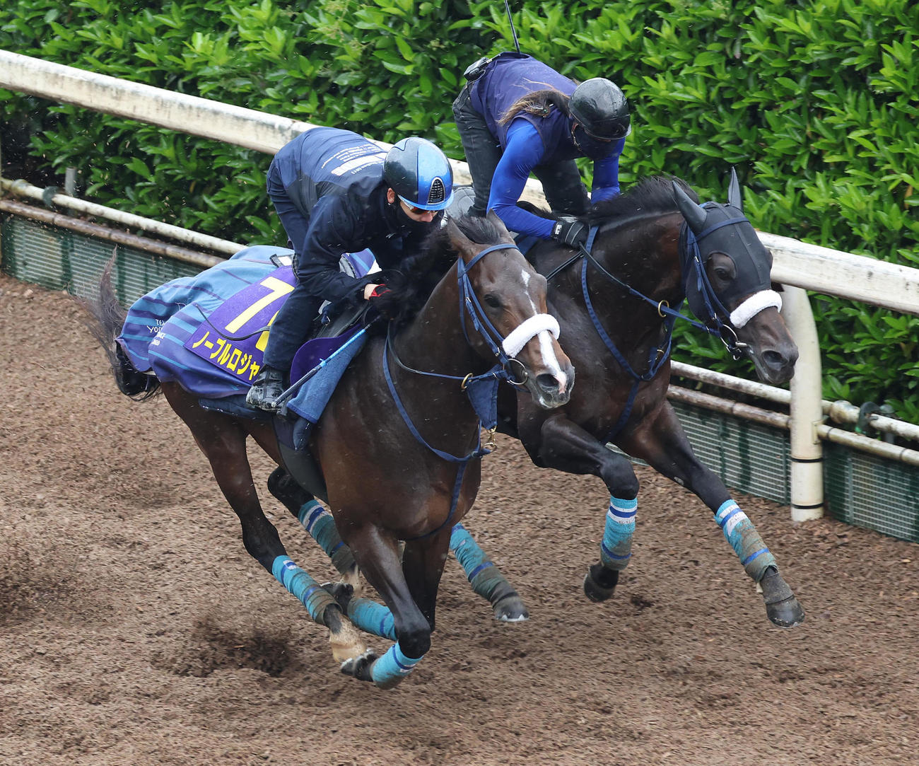 松山騎手を背に坂路をコンクイスタ（右）と併せ馬で追い切るノーブルロジャー（撮影・白石智彦）