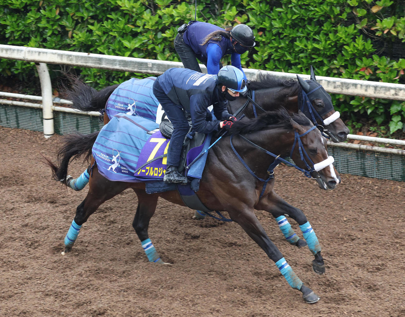 松山騎手を背に坂路をコンクイスタ（奥）と併せ馬で追い切るノーブルロジャー（撮影・白石智彦）