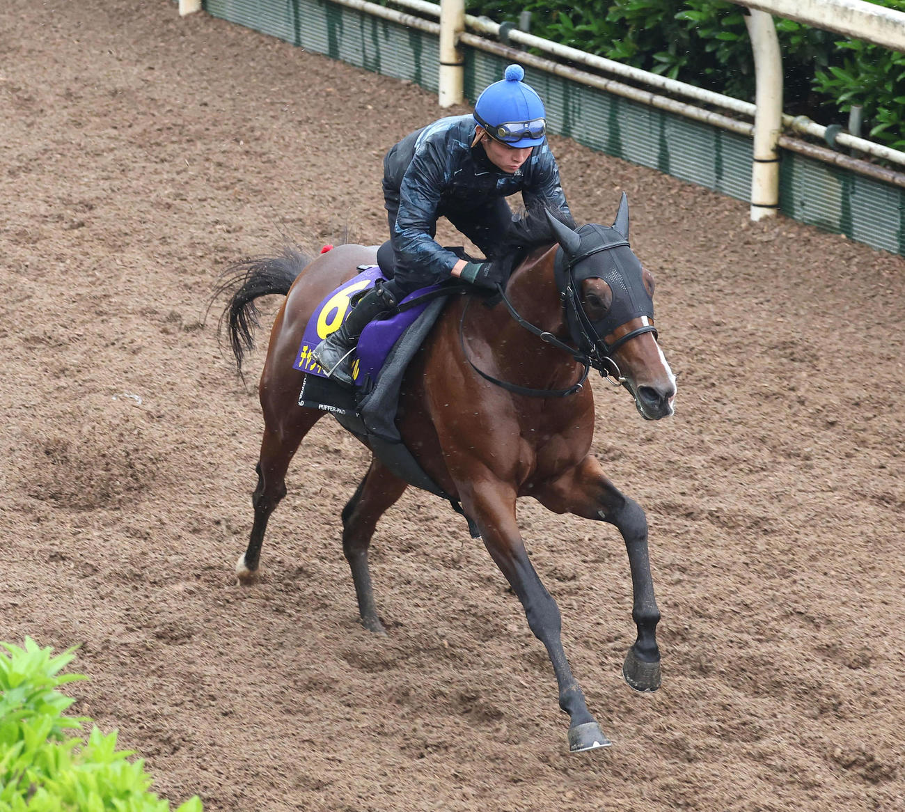 坂路を単走で追い切るチャンネルトンネル（撮影・白石智彦）