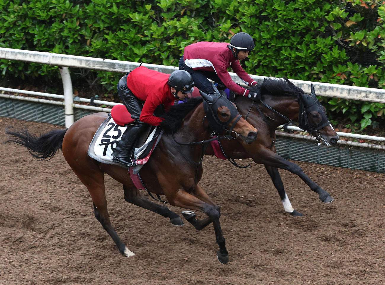 坂路をナンヨークリスタル（左）と併せ馬で追い切るキャプテンシー（撮影・白石智彦）