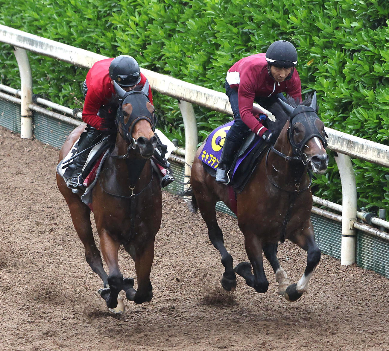 坂路をナンヨークリスタル（左）と併せ馬で追い切るキャプテンシー（撮影・白石智彦）