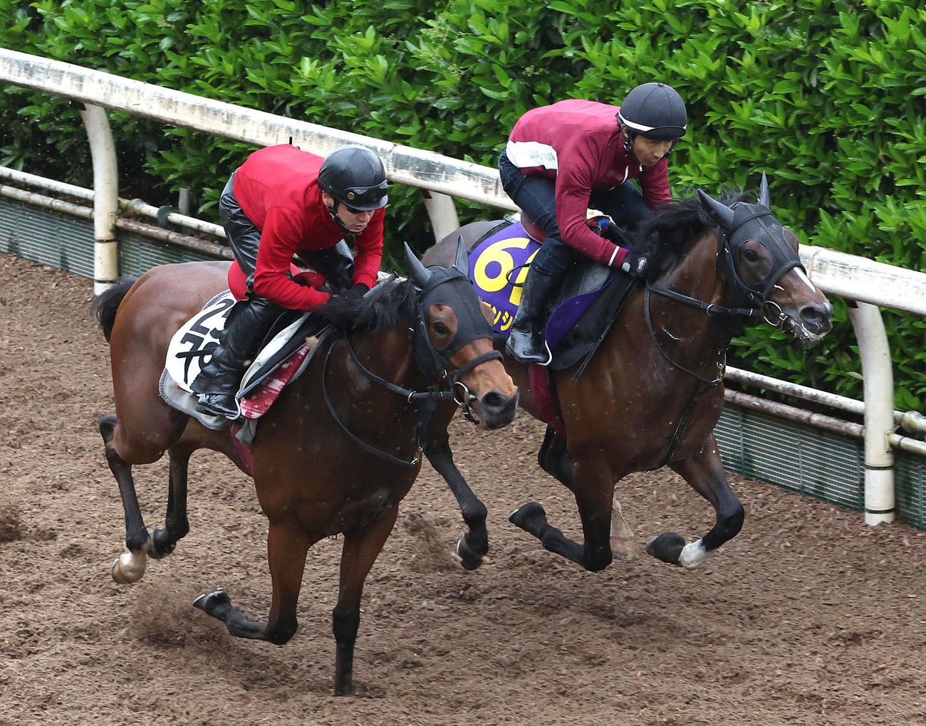 坂路をナンヨークリスタル（左）と併せ馬で追い切るキャプテンシー（撮影・白石智彦）