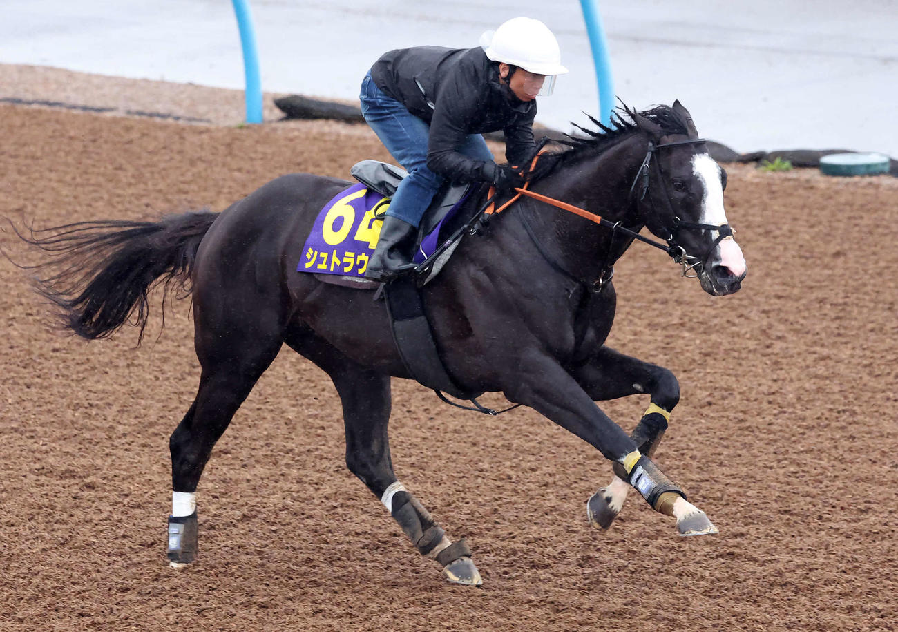 シュトラウスは北村宏騎手を背に美浦ウッドを単走で追い切られた（撮影・丹羽敏通）