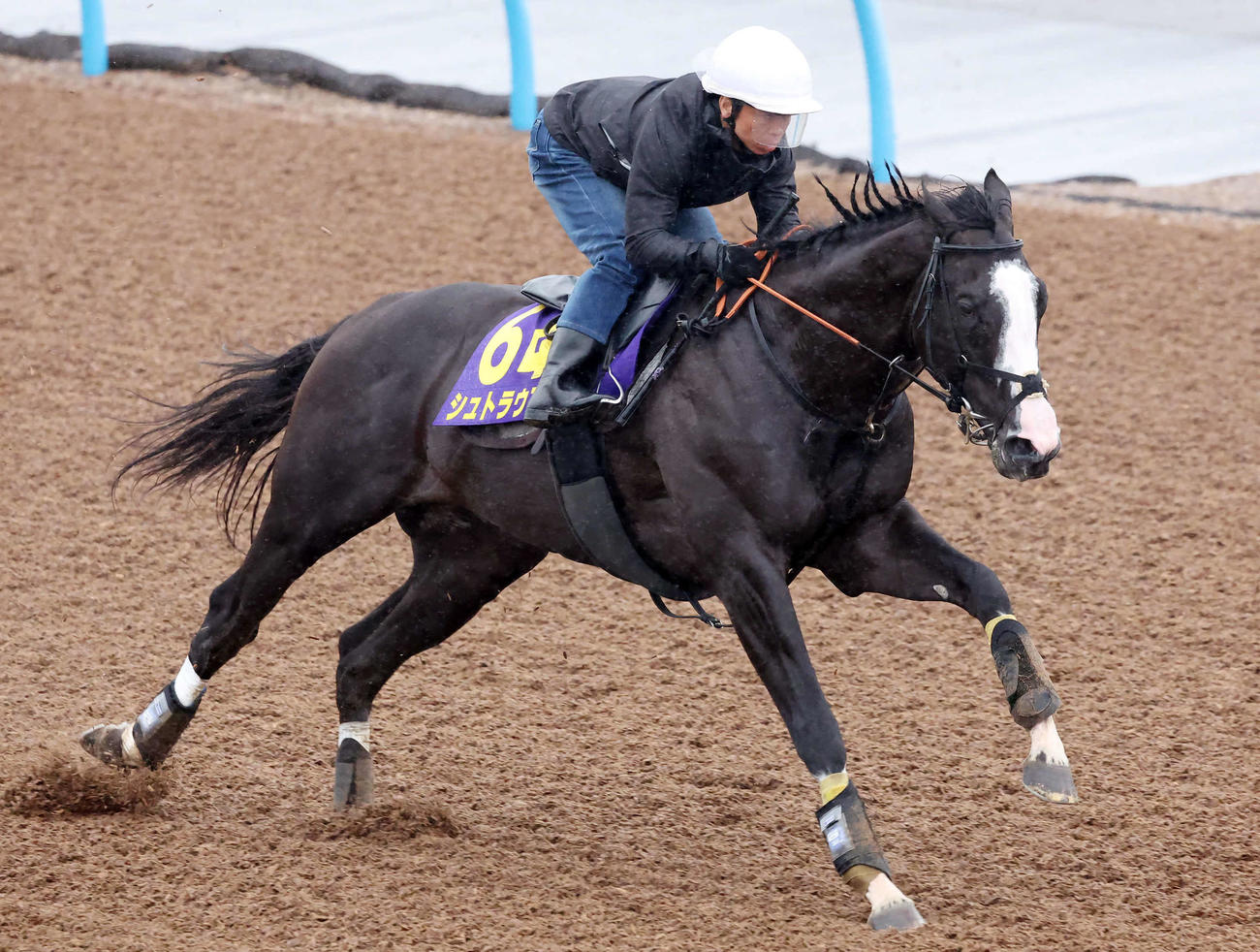 シュトラウスは北村宏騎手を背に美浦ウッドを単走で追い切られた（撮影・丹羽敏通）