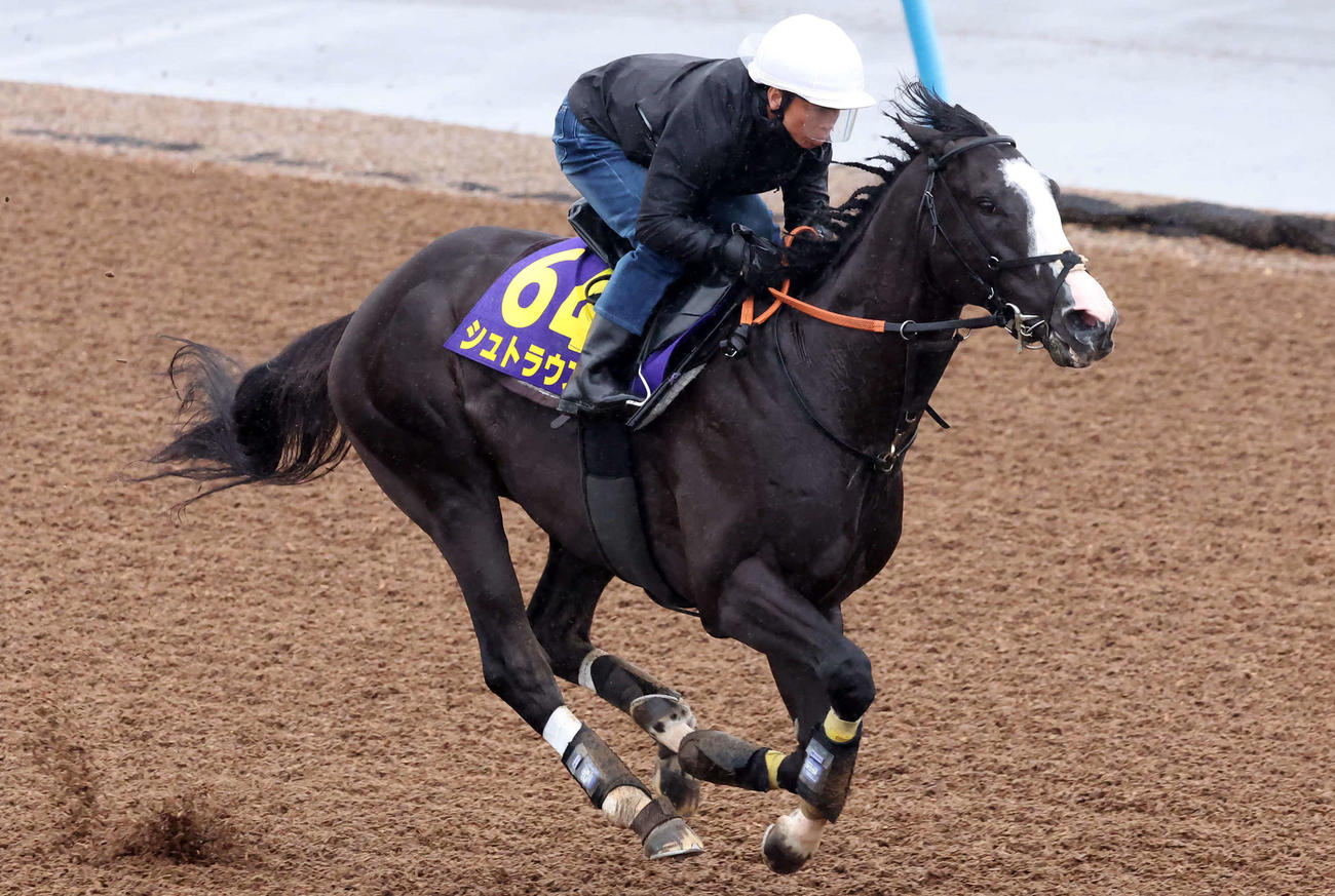 シュトラウスは北村宏騎手を背に美浦ウッドを単走で追い切られた（撮影・丹羽敏通）