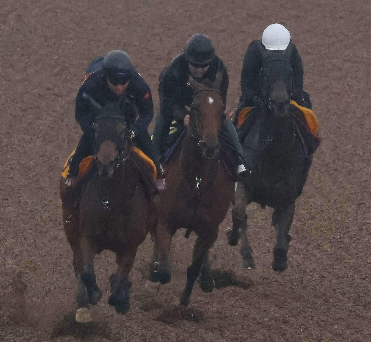 アルセナール（中央）は美浦ウッドを3頭併せで追い切られた（撮影・丹羽敏通）