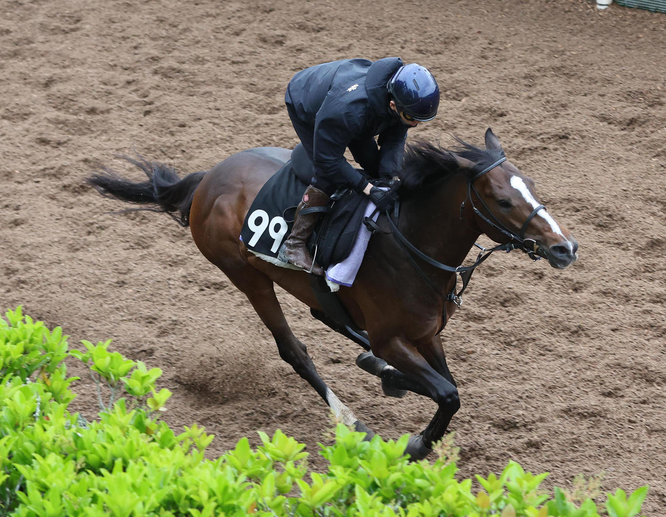 鮫島駿騎手を背に坂路を単走で追い切るインザモーメント（撮影・白石智彦）