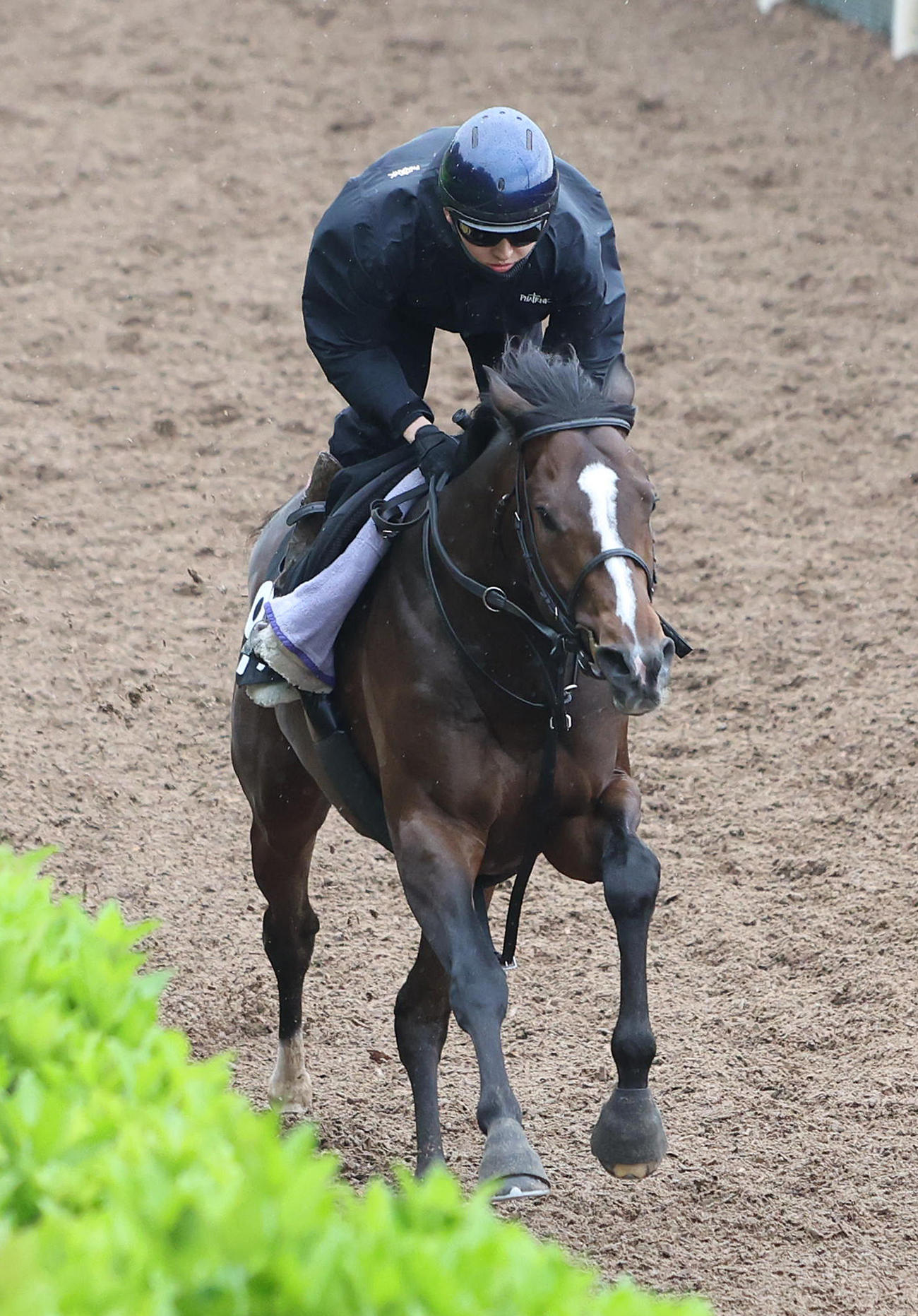 鮫島駿騎手を背に坂路を単走で追い切るインザモーメント（撮影・白石智彦）