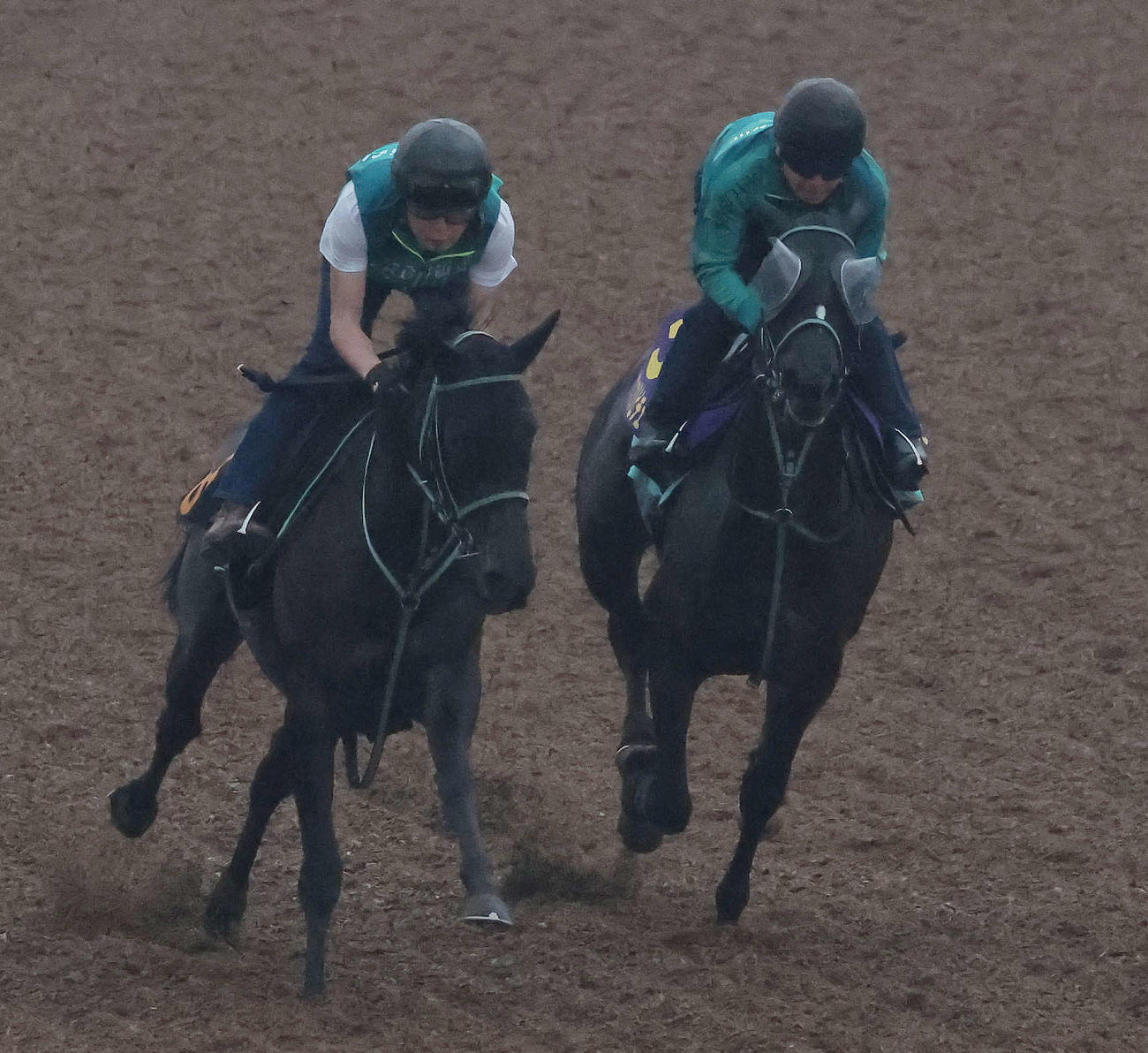 アスコリピチェーノ（右）は美浦ウッドでシアブリスと併せて追い切られた（撮影・丹羽敏通）