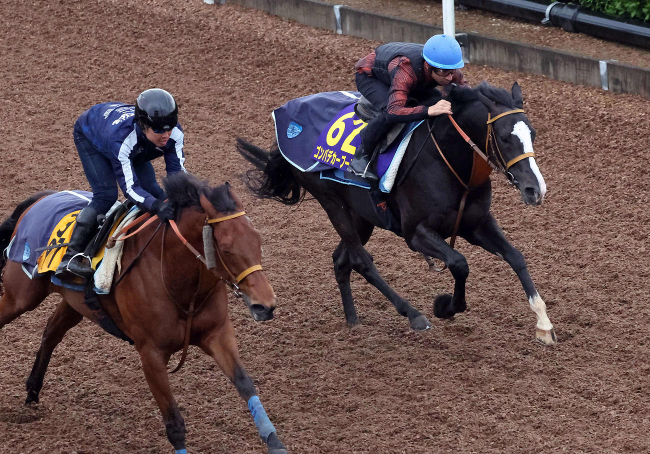 ゴンバデカーブース（奥）はモレイラ騎手を背に美浦坂路でカナテープと併せ追い切られた（撮影・丹羽敏通）