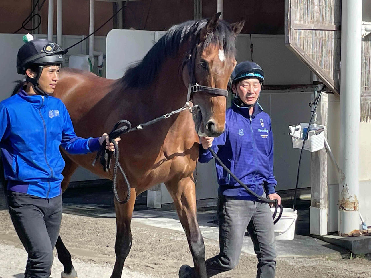美浦トレセンの国枝厩舎に入厩したアーモンドアイの初子アロンズロッド