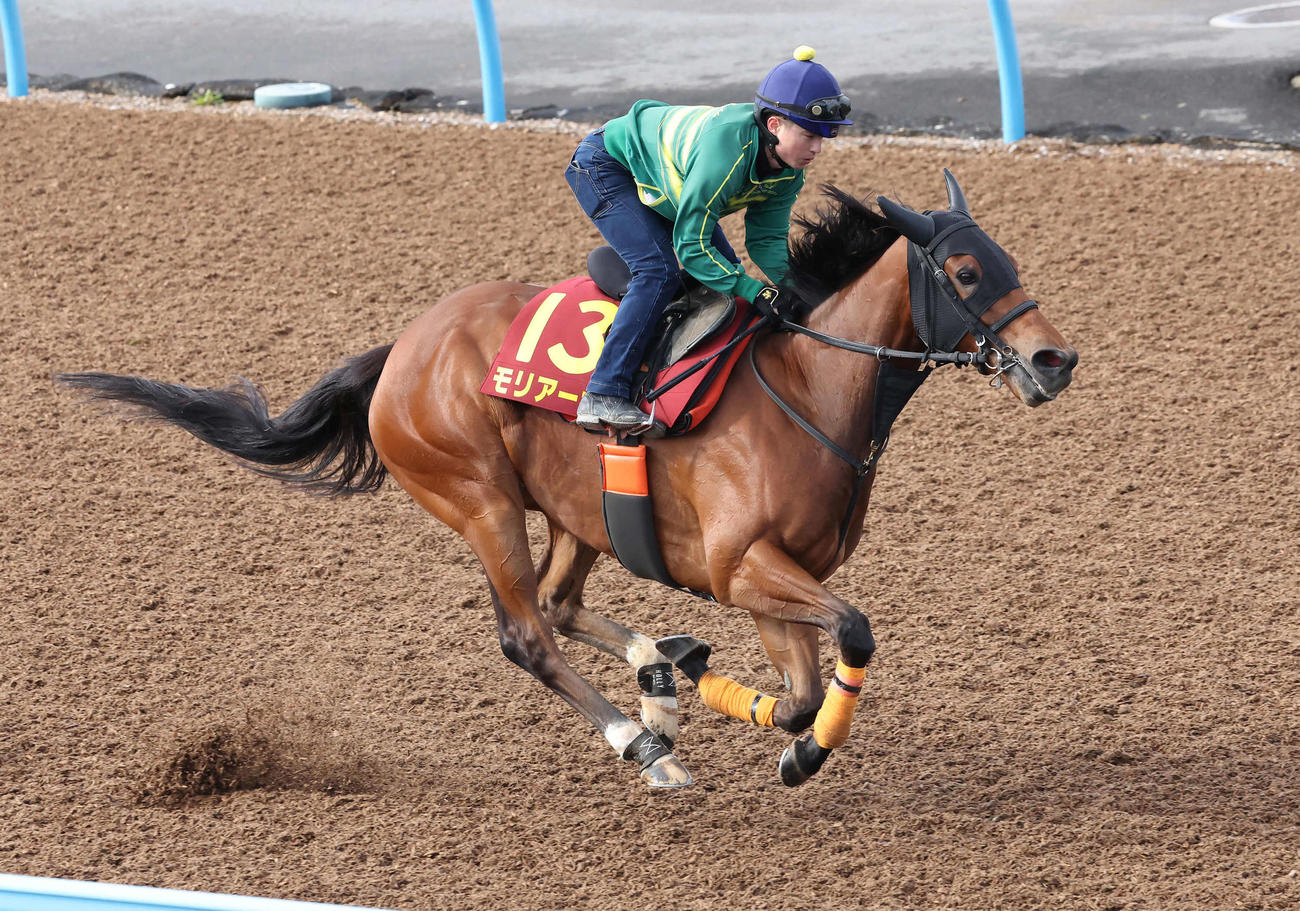 モリアーナは武藤騎手を背に美浦ウッドを単走で追い切られた（撮影・丹羽敏通）