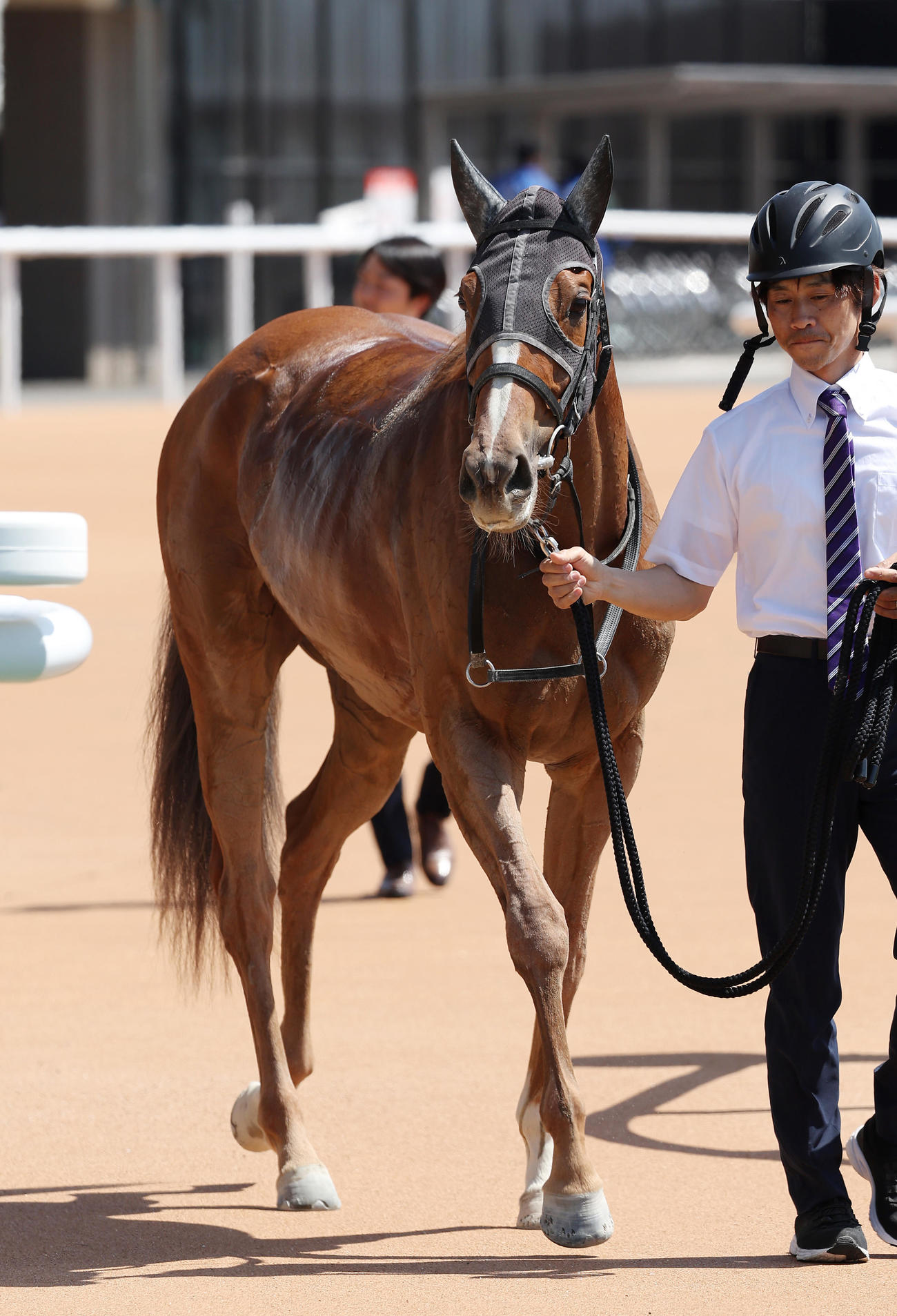 京都1R未勝利戦を制したトウカイポワール（撮影・前田充）