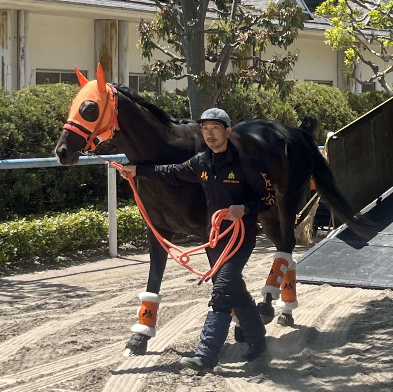 NHKマイルCに向けて東京競馬場に到着したジャンタルマンタル（撮影・桑原幹久）