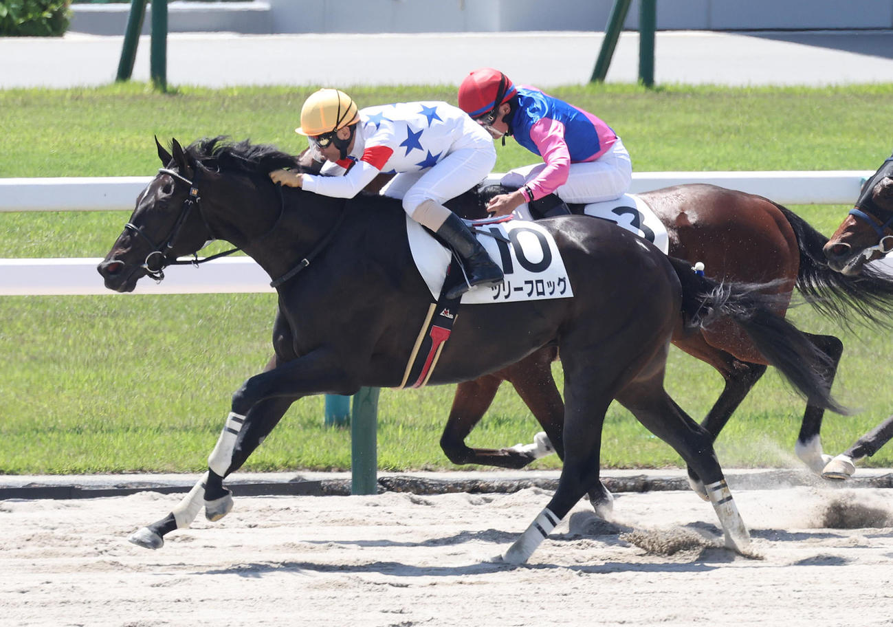京都3R、高田騎手を背に3歳未勝利を勝ち上がったツリーフロッグ（撮影・白石智彦）