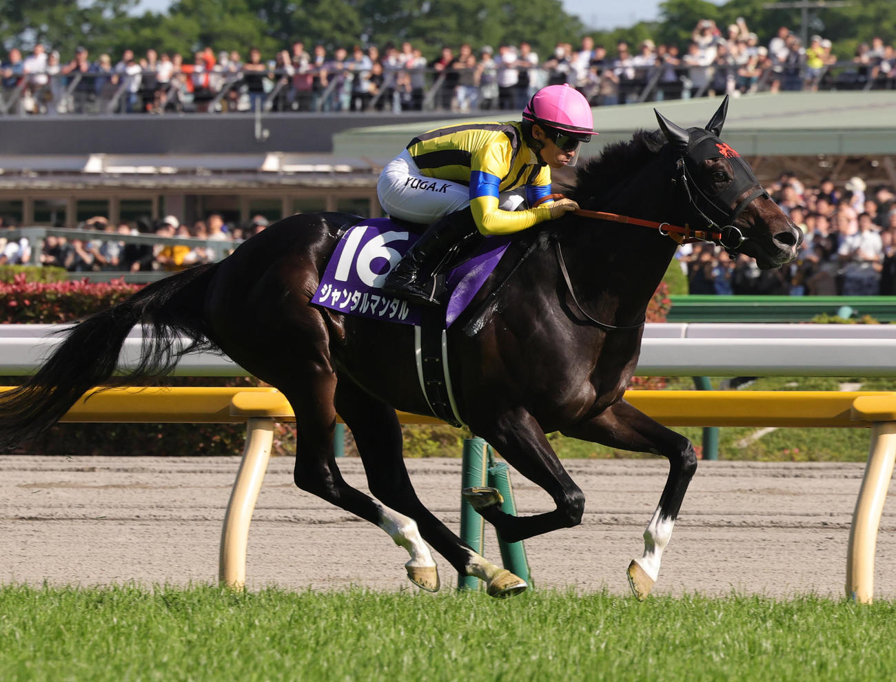 東京11R、NHKマイルCを制したジャンタルマンタルと川田騎手（撮影・野上伸悟）