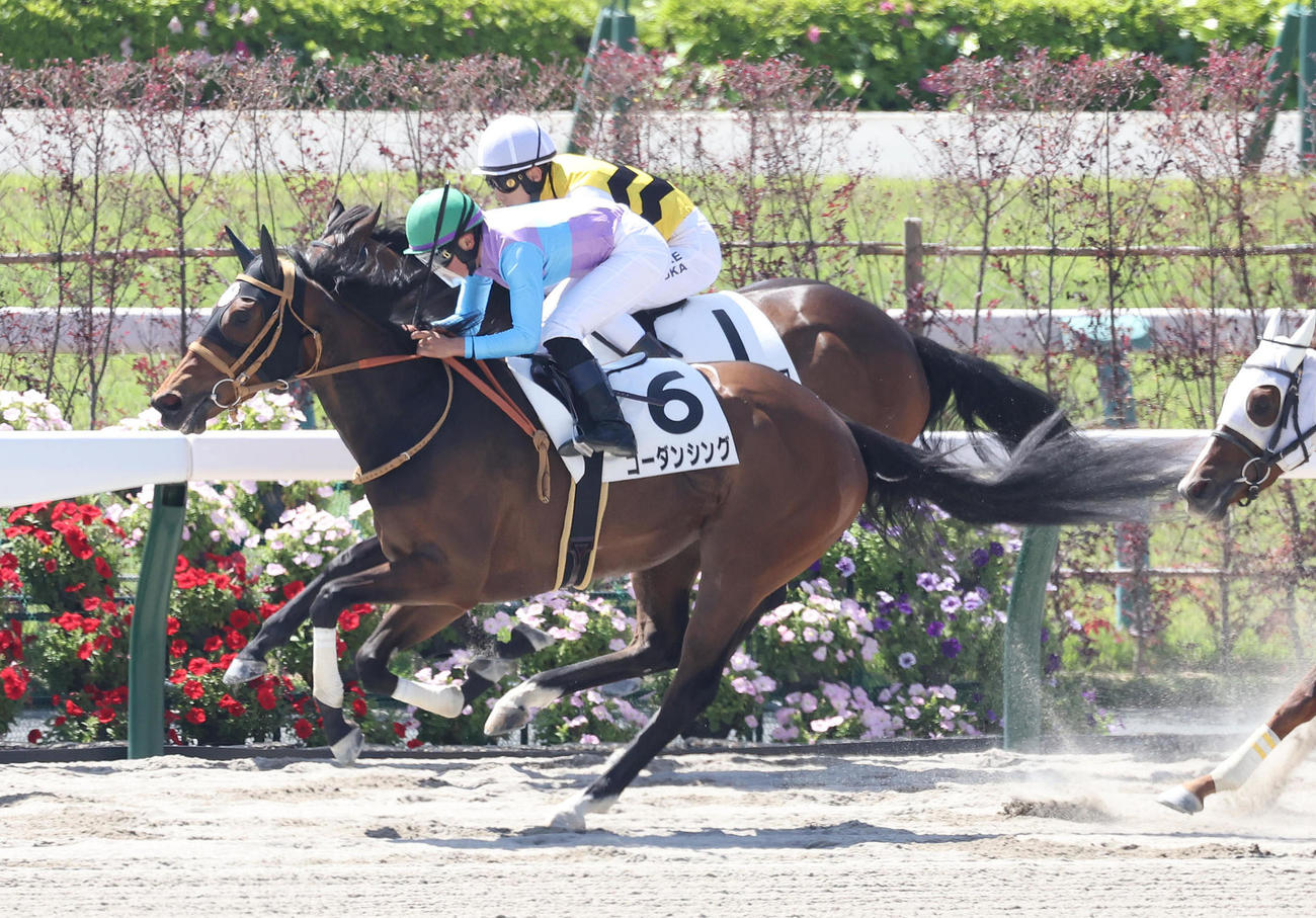 京都1Rを制したゴーダンシング。明神記者が馬連1万9730円を的中（撮影・白石智彦）