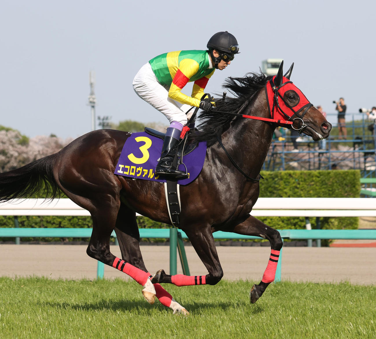 皐月賞、本馬場に入場したエコロヴァルツ