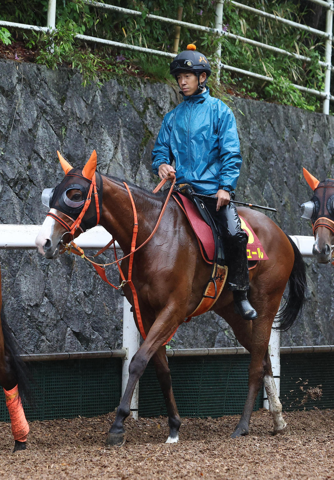 逍遥馬道で運動するナミュール（撮影・白石智彦）