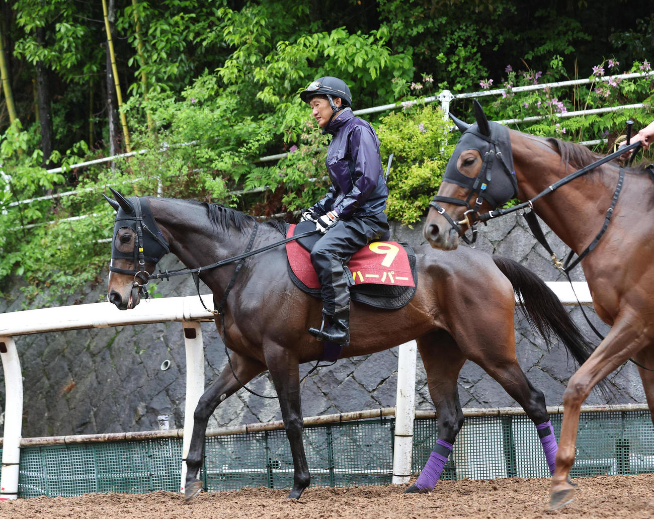 逍遥馬道で運動するハーパー（撮影・白石智彦）