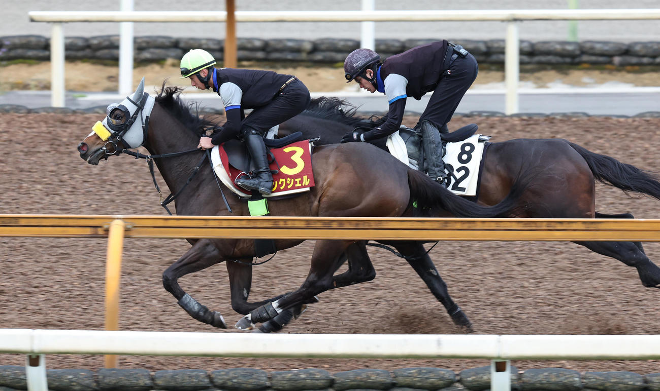 CWコースで併せ馬で追い切るコンクシェル（手前）