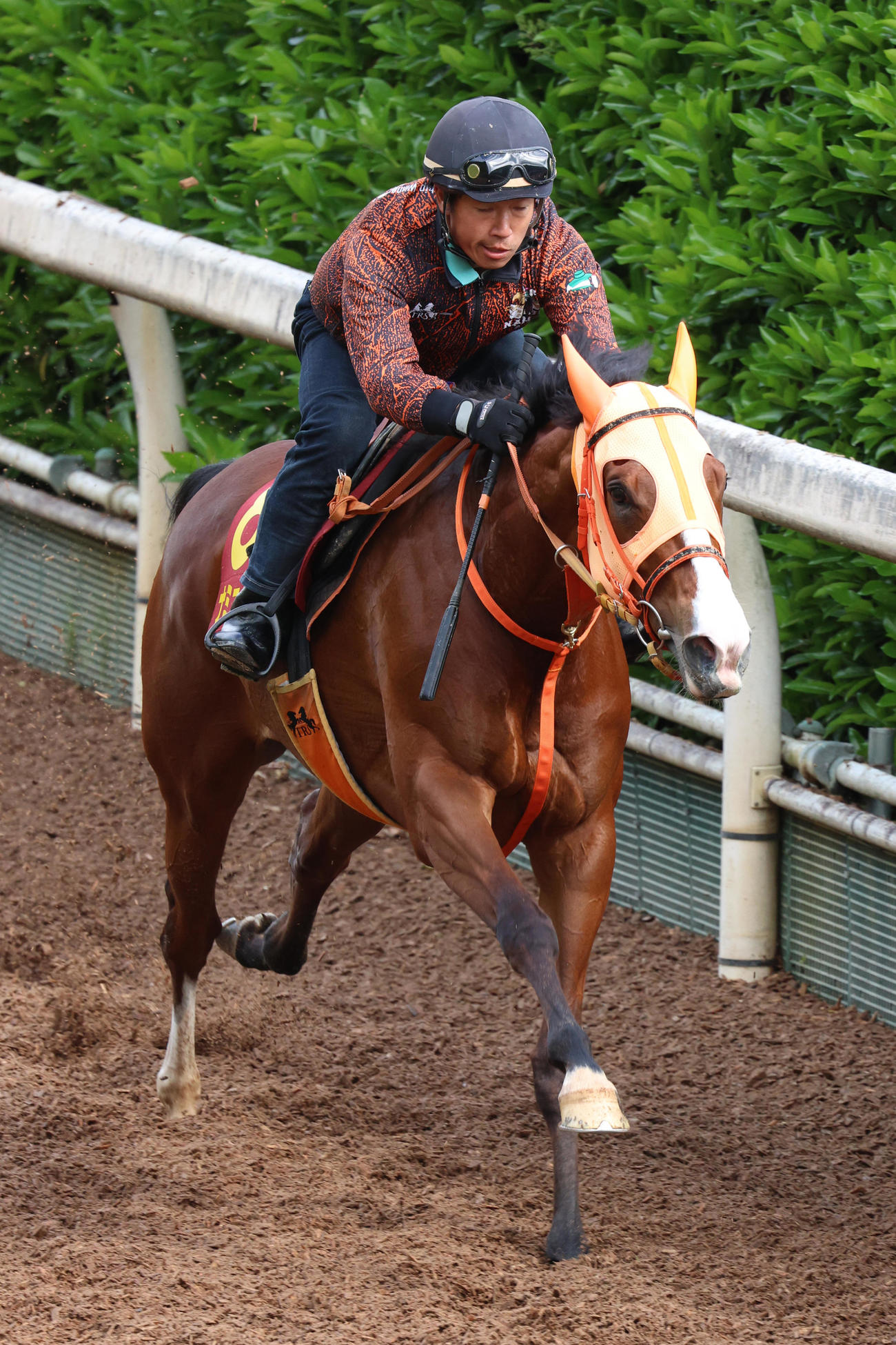 坂路2本目を強めに追い切られたナミュール