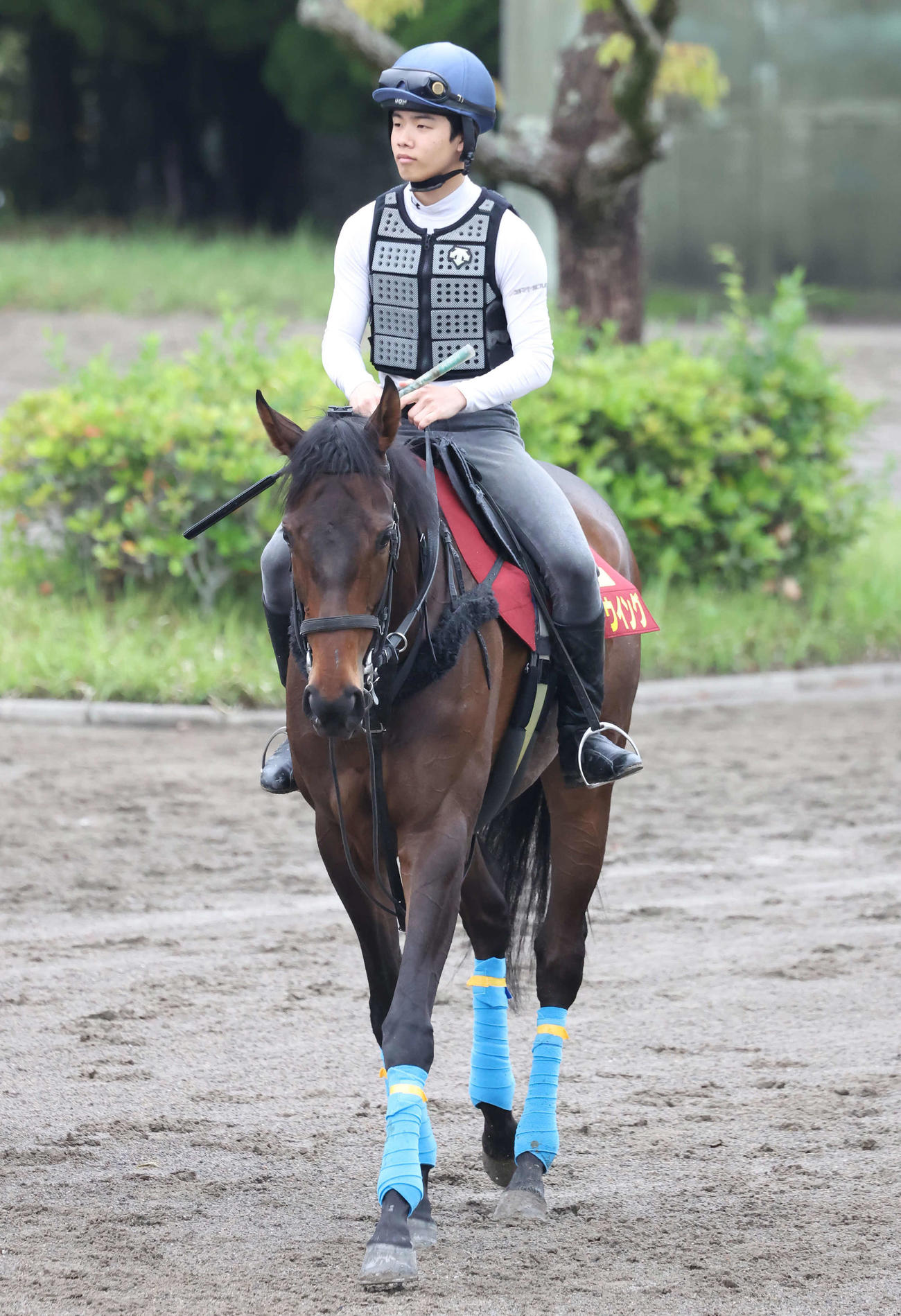 馬場へ向かうキタウイング（撮影・丹羽敏通）