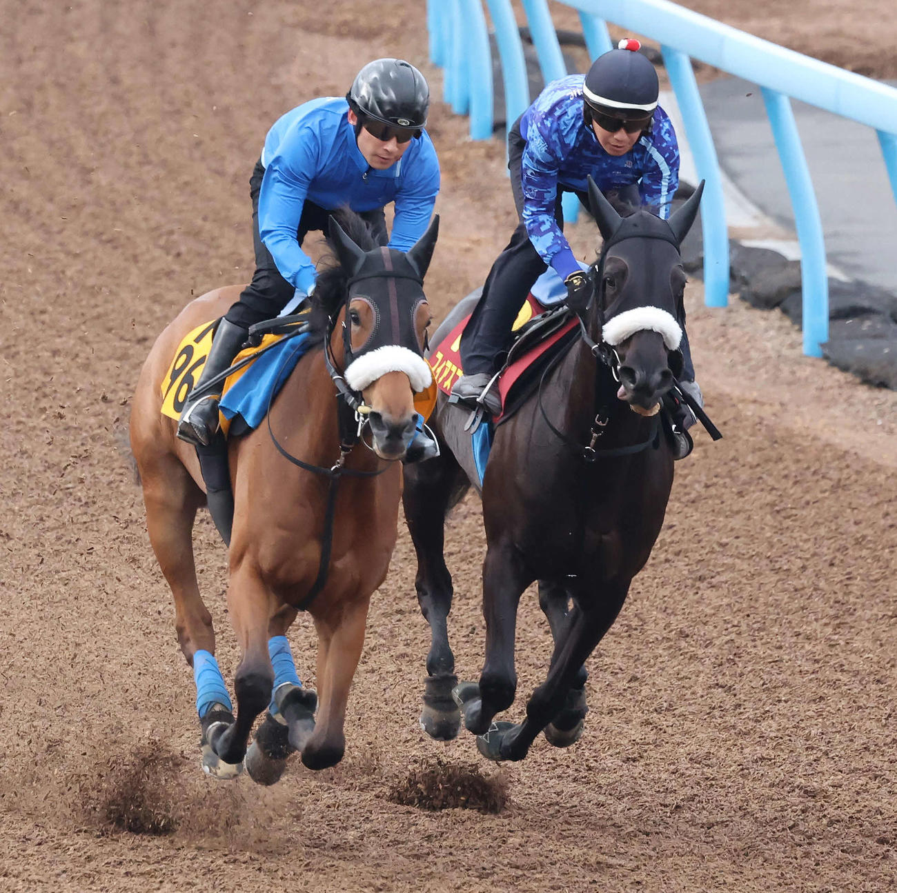フィアスプライド（右）は美浦ウッドを併せ馬で追い切られた（撮影・丹羽敏通）