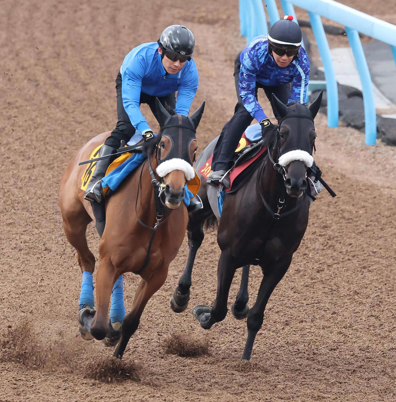 フィアスプライド（右）は美浦ウッドを併せ馬で追い切られた（撮影・丹羽敏通）