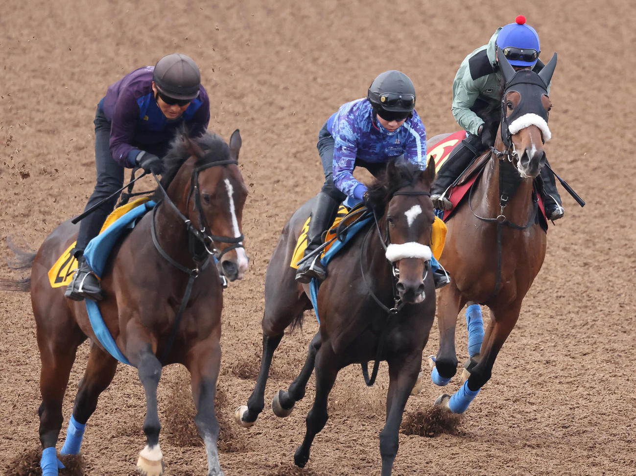 ステレンボッシュ（右）は戸崎騎手を背に美浦ウッドを3頭併せで追い切られた（撮影・丹羽敏通）