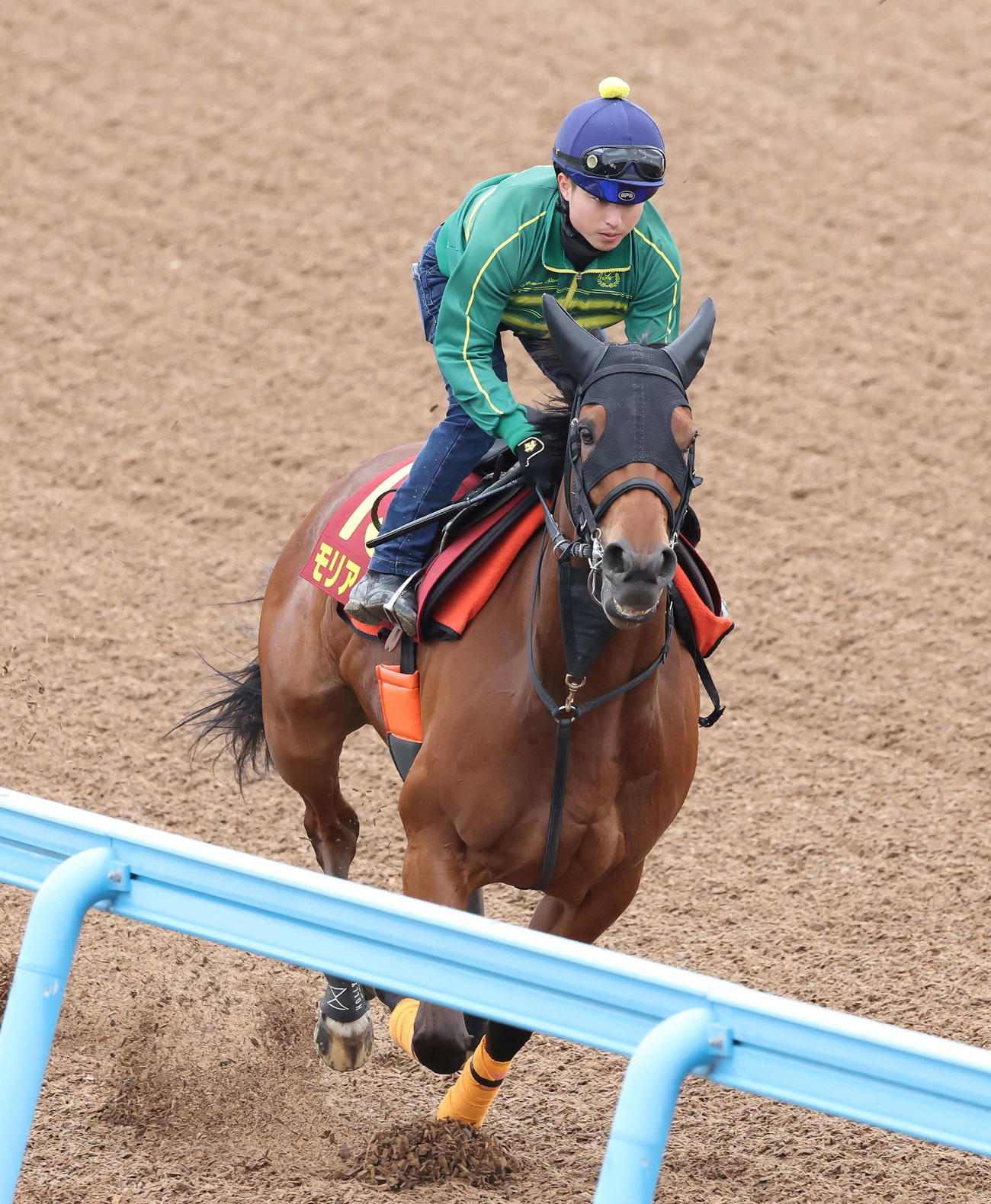 モリアーナは武藤騎手を背に美浦ウッドを単走で追い切られた（撮影・丹羽敏通）
