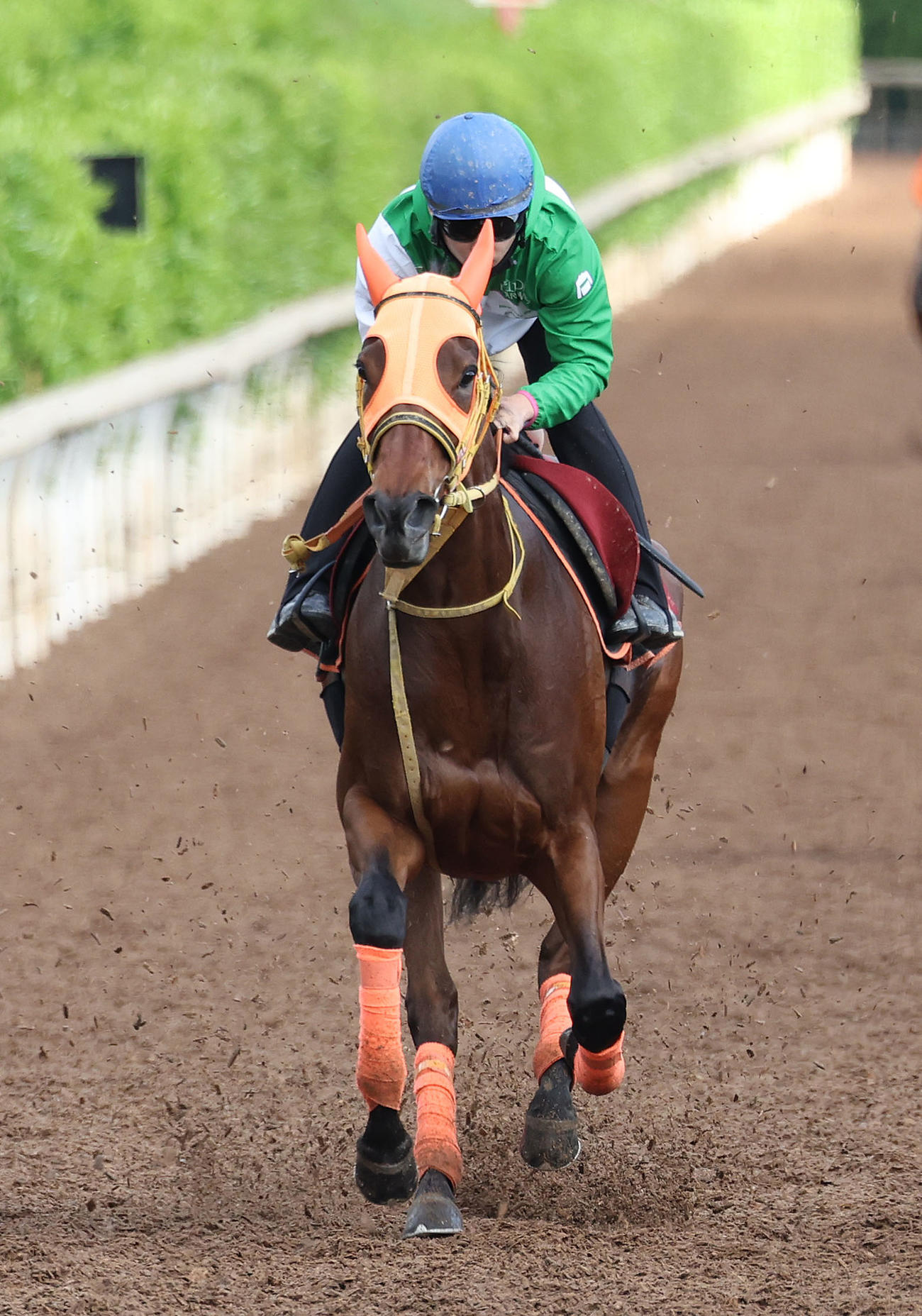 西村淳騎手を背に坂路を単走で追い切るスタニングローズ（撮影・白石智彦）