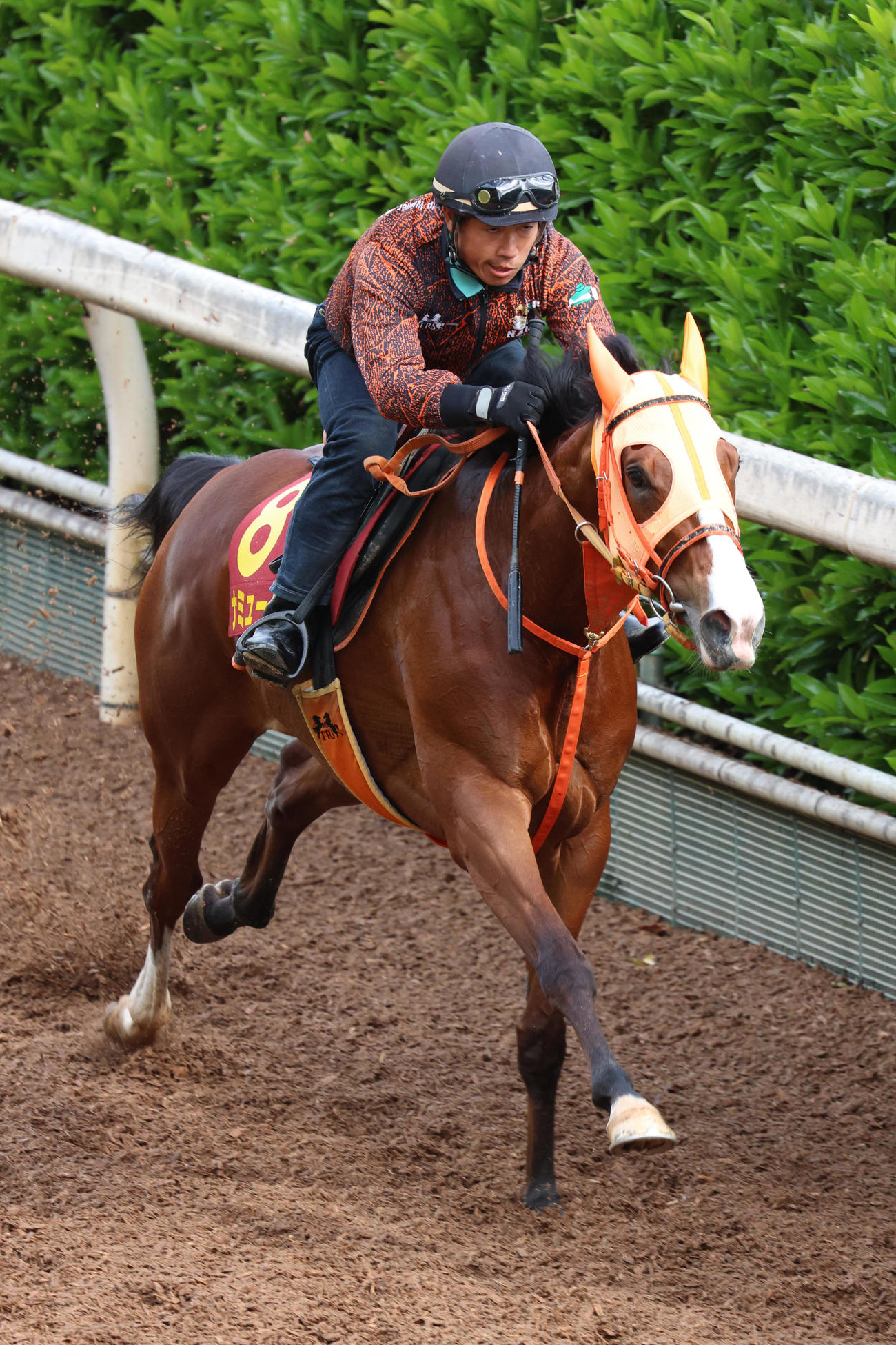 坂路2本目を強めに追い切られたナミュール