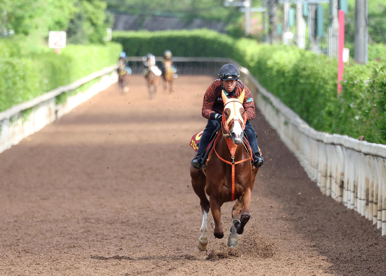 坂路を単走で追い切るナミュール（撮影・白石智彦）