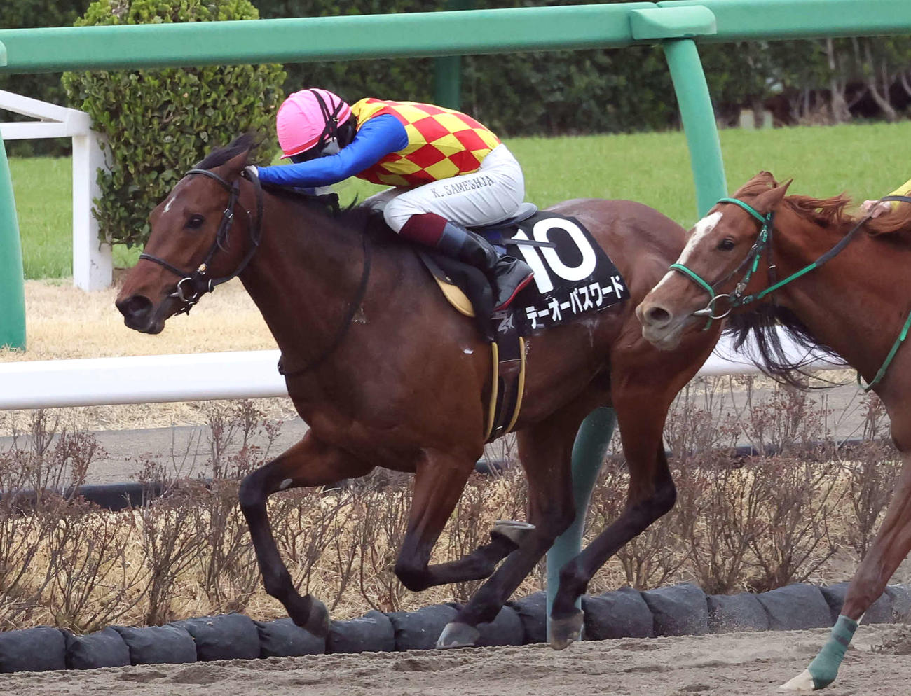 3月23日、伏竜Sを制したテーオーパスワード