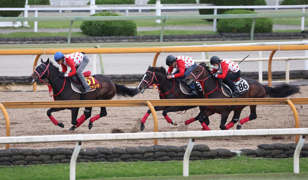 田中騎手を背にCウッドを3頭併せで追い切るラヴァンダ（左）（撮影・白石智彦）