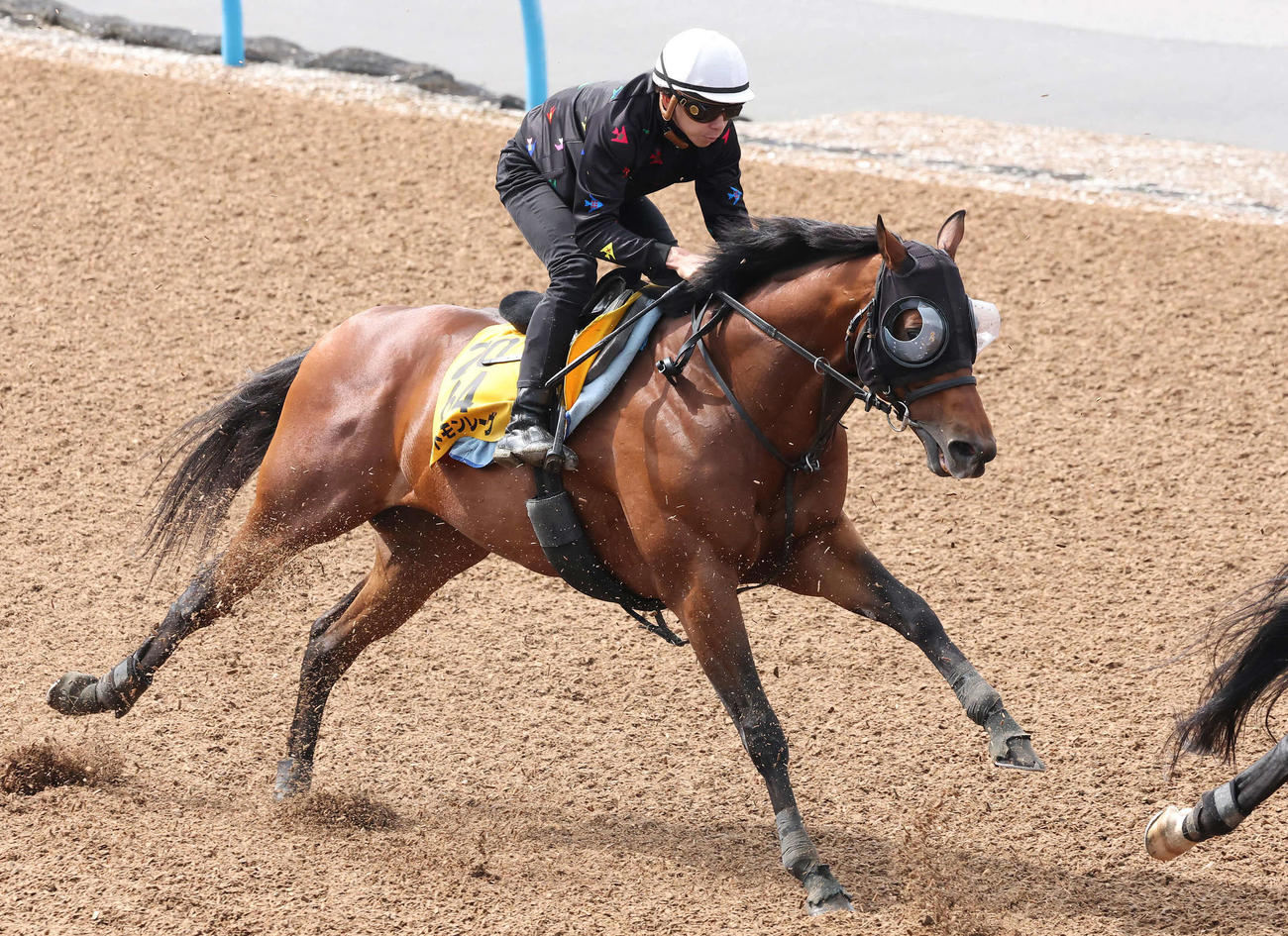 レッドモンレーヴは横山和騎手を背に美浦ウッドで追い切られた（撮影・丹羽敏通）
