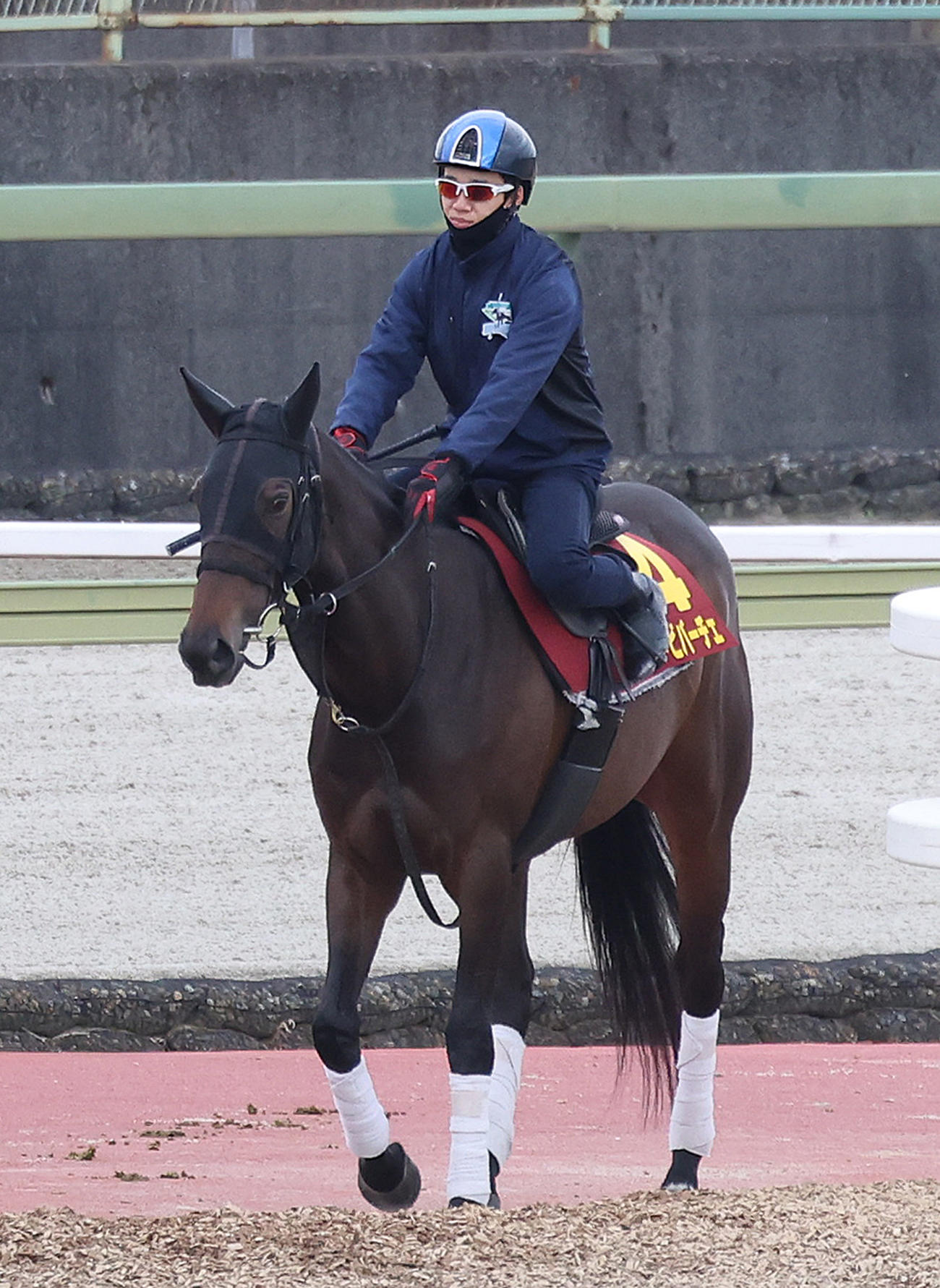 松山騎手を背に馬場入りするサウンドビバーチェ（2024年5月9日撮影）