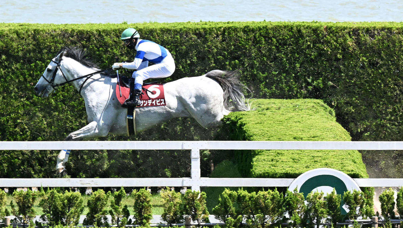 京都ハイジャンプを制したサンデイビスの飛躍（撮影・前岡正明）