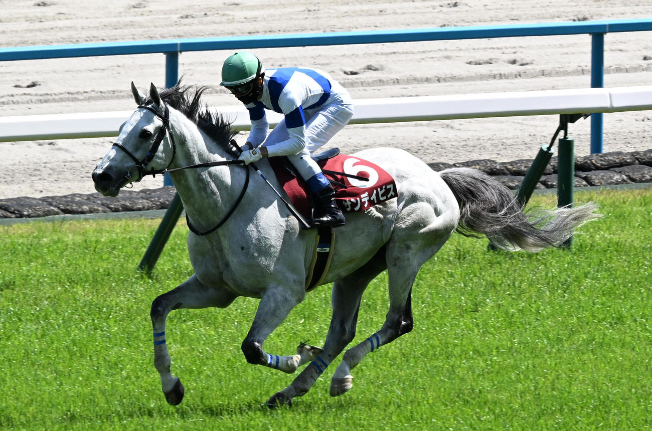 第26回京都ハイジャンプを制したサンデイビス（撮影・前岡正明）