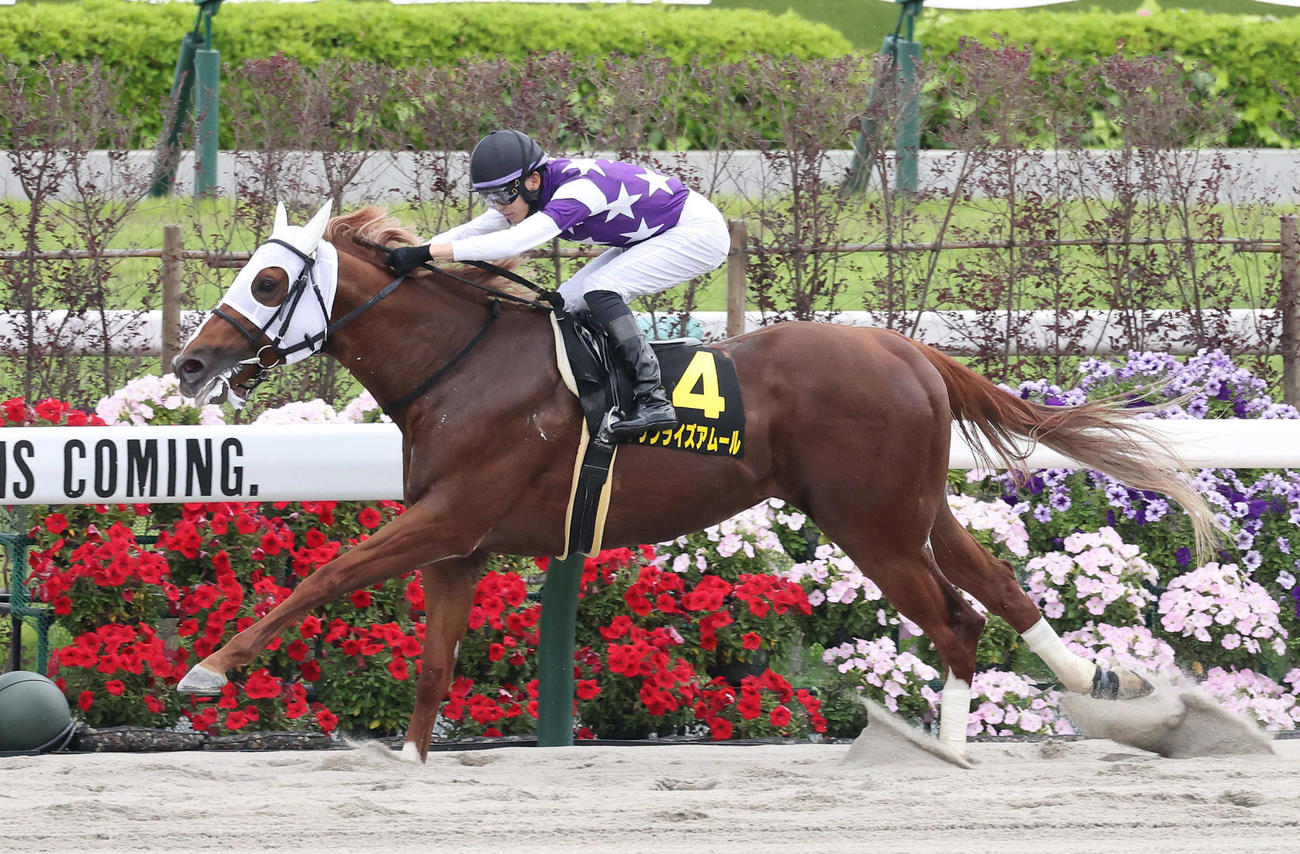 京都11R、逃げ切って栗東Sを制したサンライズアムール（撮影・白石智彦）